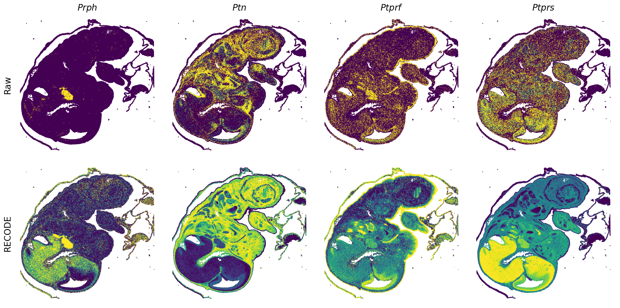 ../_images/Tutorials_Tutorial_SpatialTranscriptome_VisiumHD_14_22.png