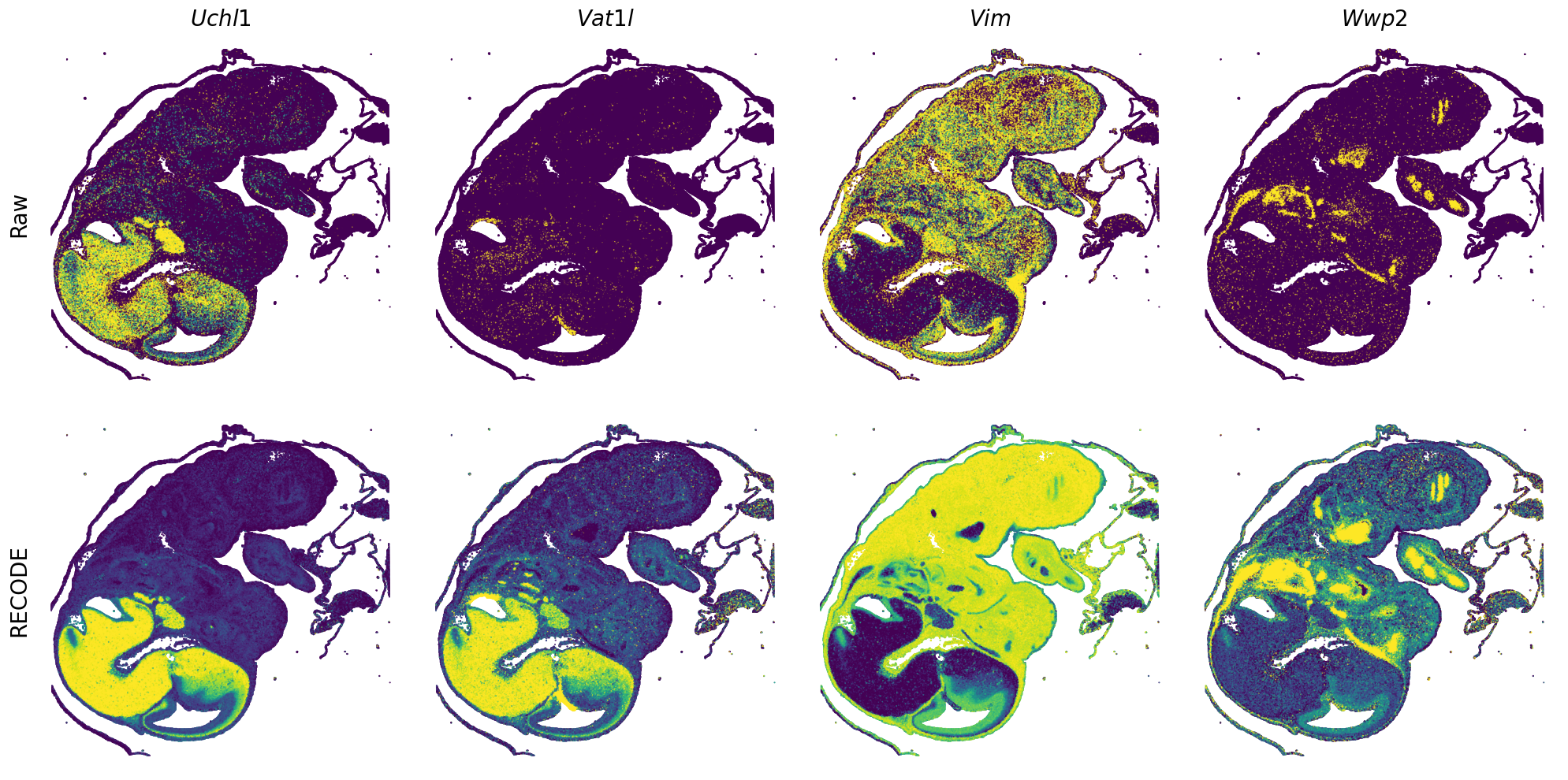 ../_images/Tutorials_Tutorial_SpatialTranscriptome_VisiumHD_14_30.png